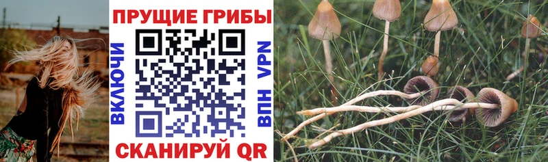 Псилоцибиновые грибы Cubensis  Нальчик 